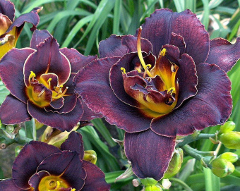 Лилейник гибридный Вуду Дансер