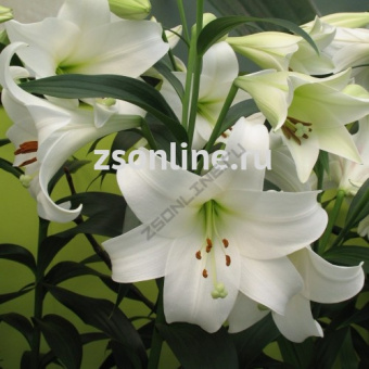 Изображение загружено обработкой по данным файла Excel