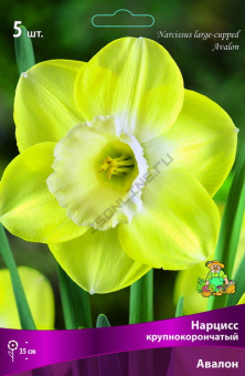 Нарцисс крупнокорончатый Авалон 12-14/К 5шт