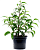 Фикус Бенджамина смесь,D9 H10см