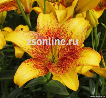 Изображение загружено обработкой по данным файла Excel