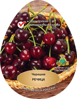 Черешня Речица/клоновый подвой/С