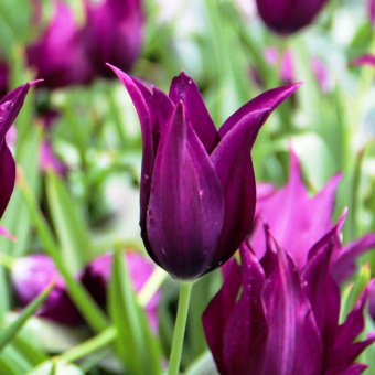 Тюльпан Lily-Flowering 4, 71672  (1 шт) 3