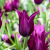 Тюльпан Lily-Flowering 4, 71672  (1 шт) 3