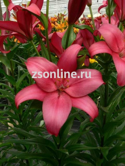 Изображение загружено обработкой по данным файла Excel