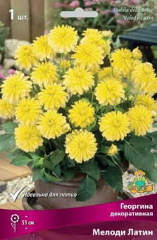 georgina_dekor_melody_latin_kaper