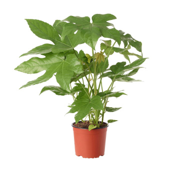 Фатсия D12см H40см