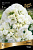 Флокс метельчатый Тиара (белый, цветки открываются не полностью) 1шт