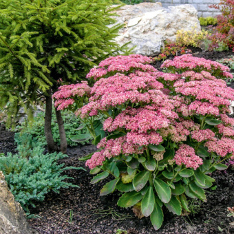 Очиток видный Отм Джой ,C 1.5