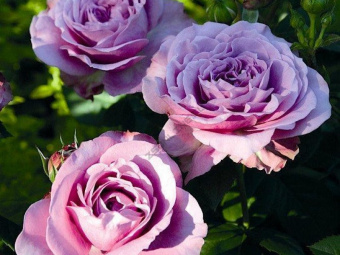 Роза Билона