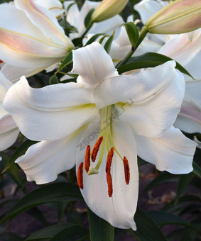 Лилия ОТ-Гибрид Замбези