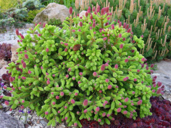 Ель обыкновенная Пуш, Picea abies Push, в горшке 5л, 20-25 см