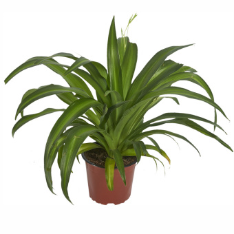 Хлорофитум D12см H30см