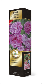 Роза парковая Ваза Лавендер