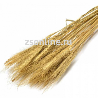 Колосья пшеницы  70г, цвет натуральный