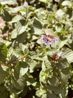 Мята перечная Тархун/К