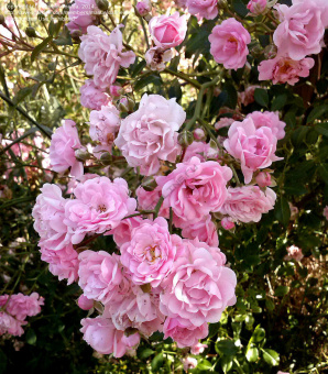 Роза полиантовая Роут Зэ Фэйри