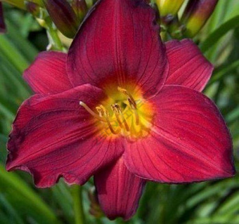 Лилейник гибридный Джипси Тертл