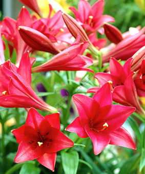 Лилия Лонгифлорум Мияби, 2 шт