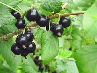 belorusskaya-sladkaya.jpg.pagespeed.ce.OVwCHj4m9O