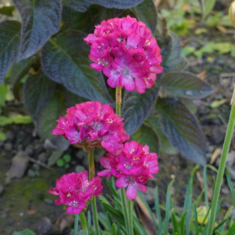 Армерия приморская Спленденс Перфекта, Р 9