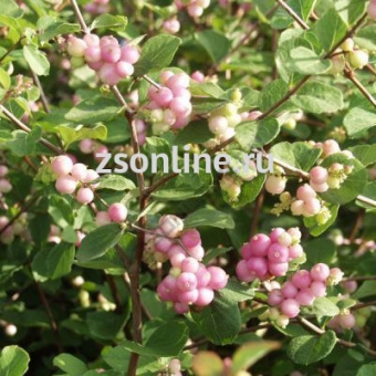 Изображение загружено обработкой по данным файла Excel