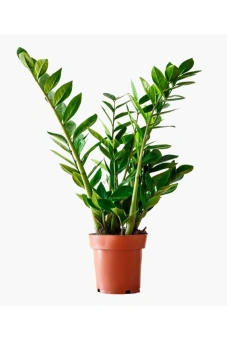 Замиокулькас d17 h60-70см