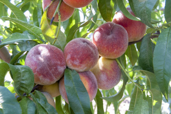 Персик Память Симиренко С