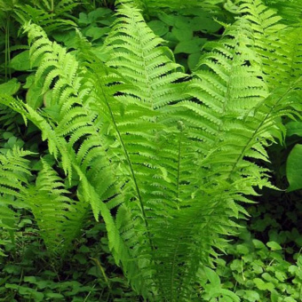 Страусник обыкновенный