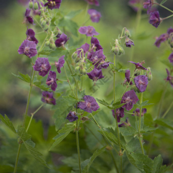 Герань тёмная Спрингтайм (С2)
