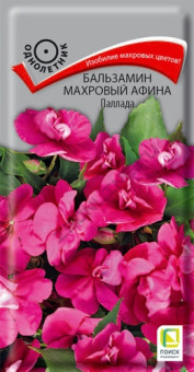 balzamin_mahrovy_afina_pallada