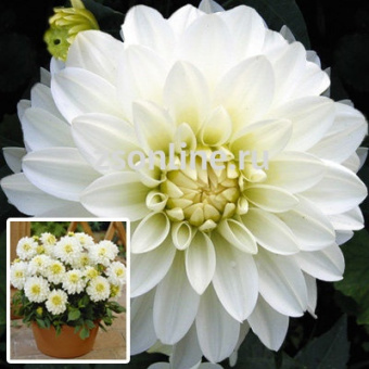 Изображение загружено обработкой по данным файла Excel