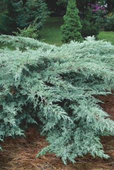 mozhevelnik_virgin_gray_owl