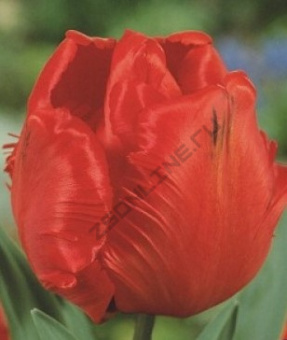 tyulpan-kholland-kheppening-500x500