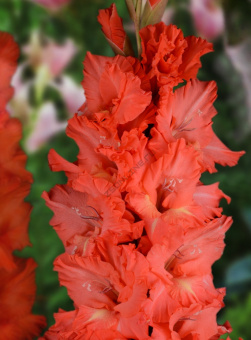 Гладиолус Богатырский конь