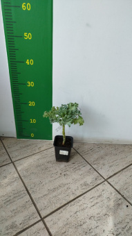 Капуста декоративная *В