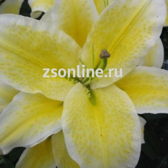 Изображение загружено обработкой по данным файла Excel