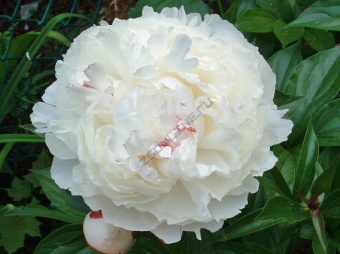 Изображение загружено обработкой по данным файла Excel