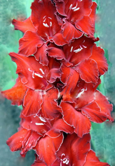 Гладиолус Мадагаскар