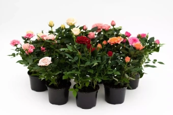 Роза Кордана микс d10 h30 см Я*