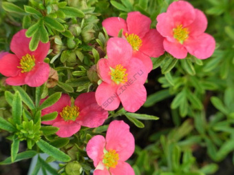 Лапчатка кустарниковая Беллисима