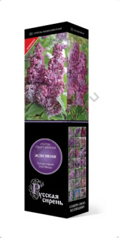 Сирень обыкновенная Жди меня/ЦКор