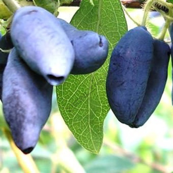 Жимолость съедобная Бакчарский великан (С2)