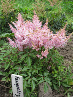 Астильба Шугарберри C1,5