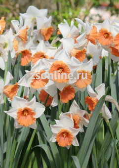 Изображение загружено обработкой по данным файла Excel