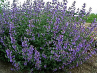 Котовник Фассена Six Hills Giant