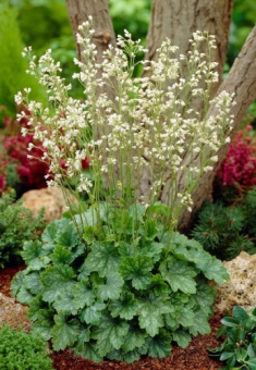 Гейхера кроваво-красная Вайт Клауд/К