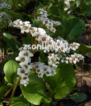 Изображение загружено обработкой по данным файла Excel