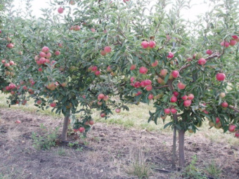 Яблоня Неженка/ЦКор карликовая   