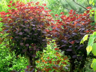 НоменклатураПрисоединенныеФайлы